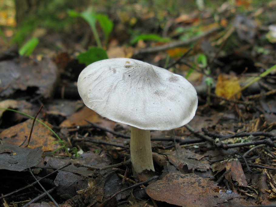 Рядовка тигровая Tricholoma pardinum