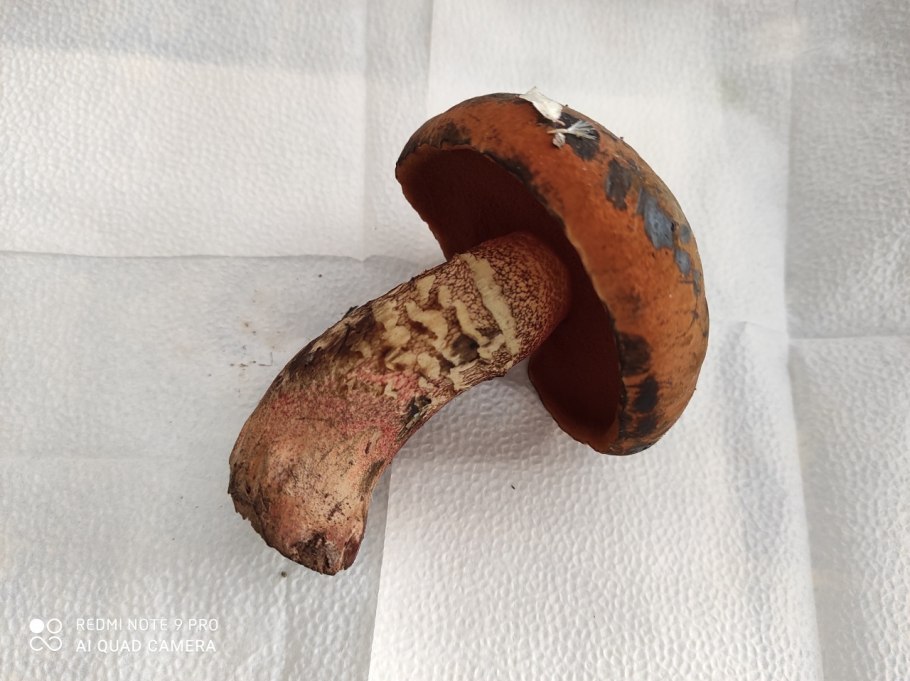 Болетус красноножковый Neoboletus erythropus