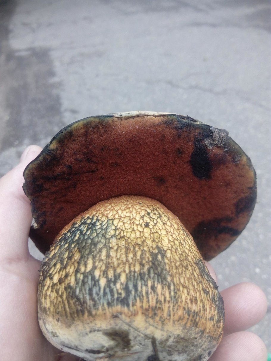 Гриб Гиропорус синеющий