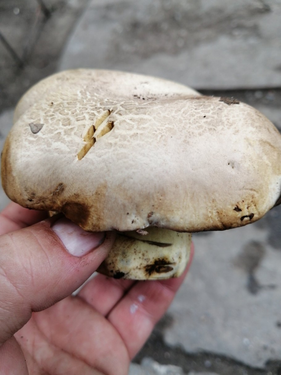 Грибы скользкие шляпка коричневая