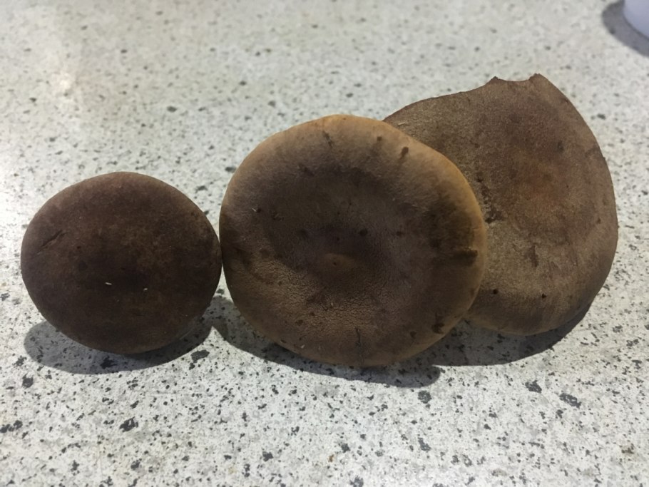 Болетус синеющий