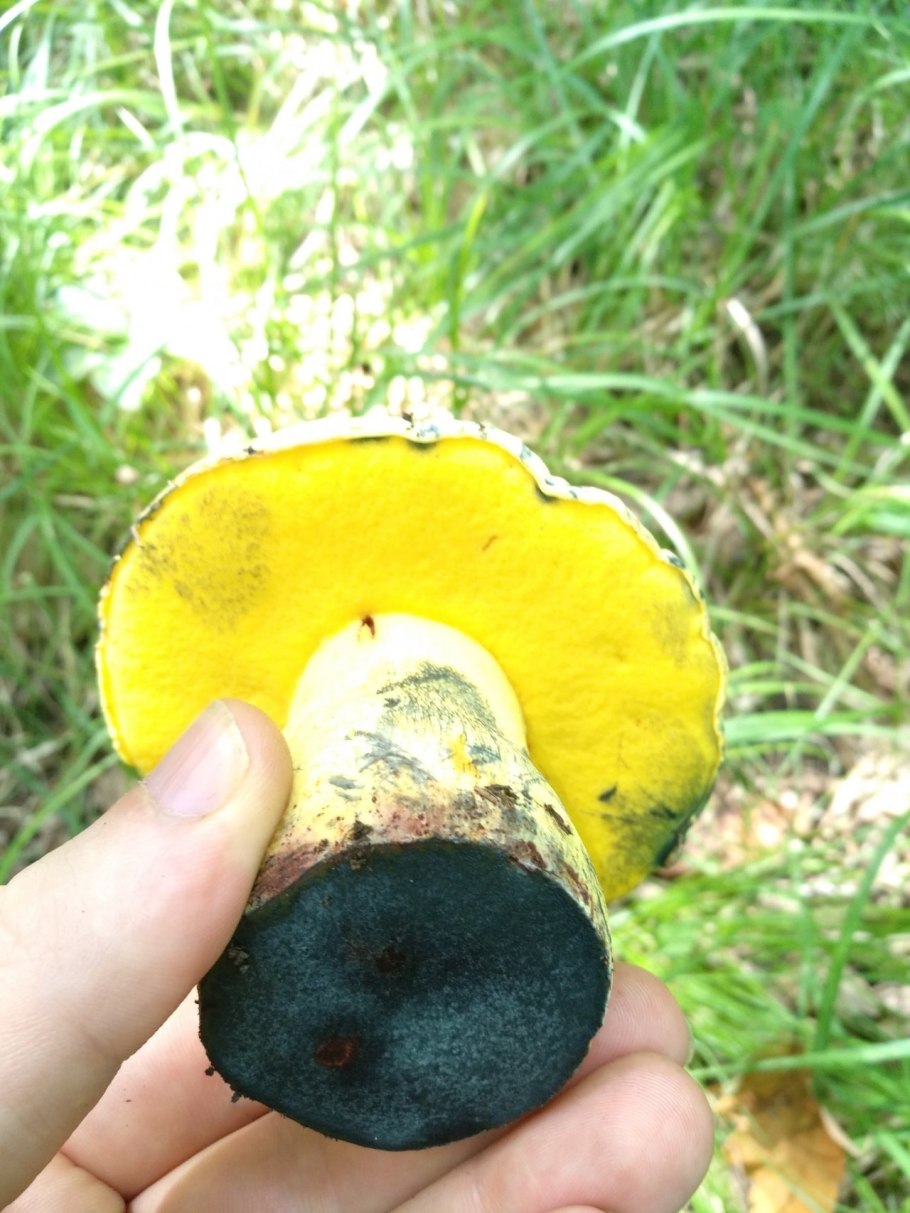 Гриб свинушка