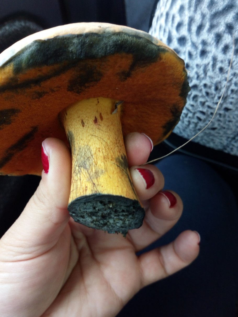 Гиропор синеющий Gyroporus cyanescens (bull.: Fr.) Quel.