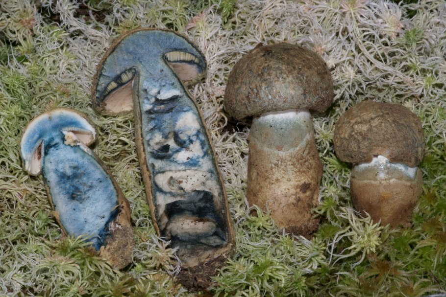 Boletus pulcherrimus