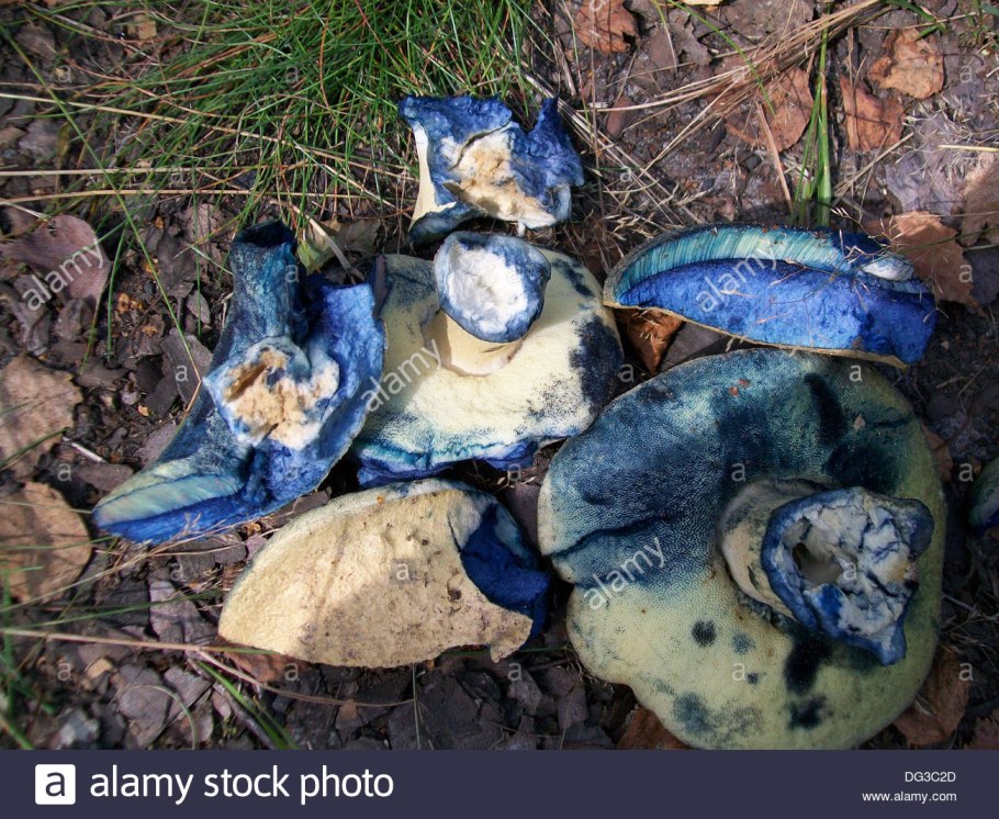 Гиропорус синеющий gyroporus cyanescens