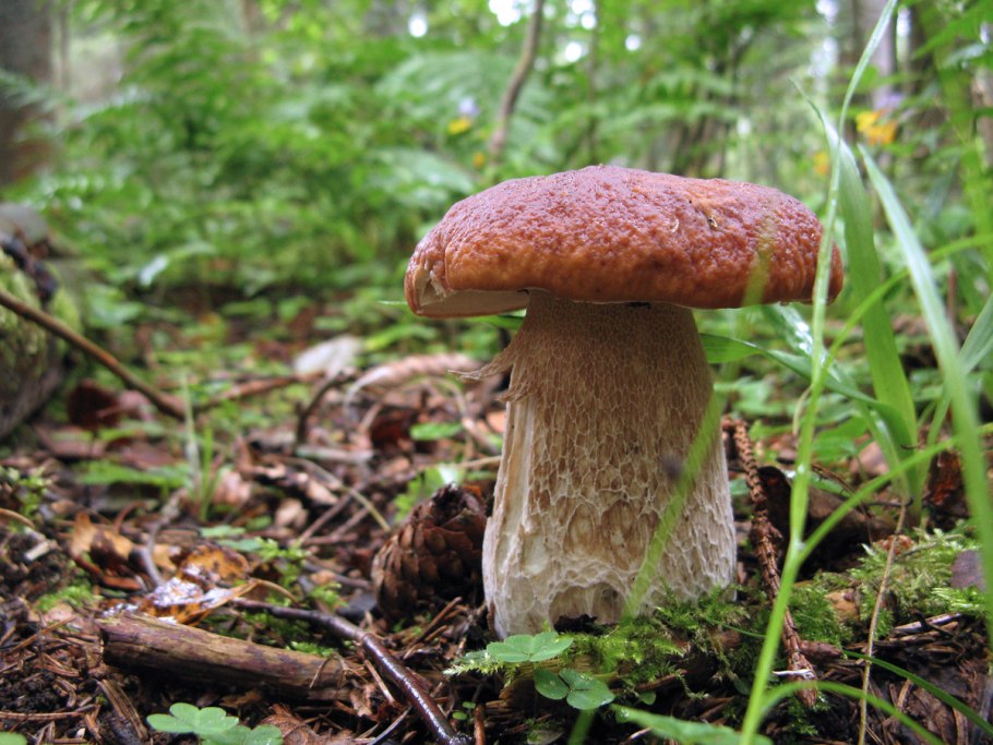 Гриб Боровик рисунок