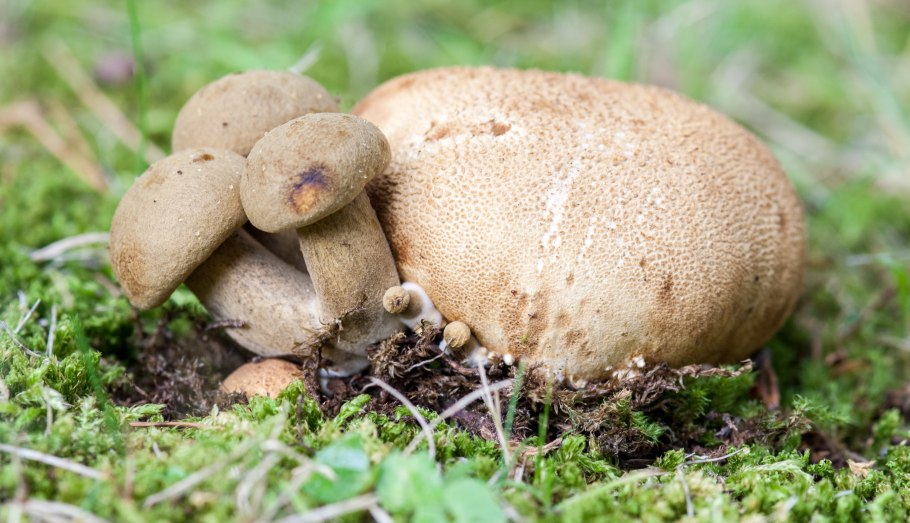 Гриб Болетус розовый