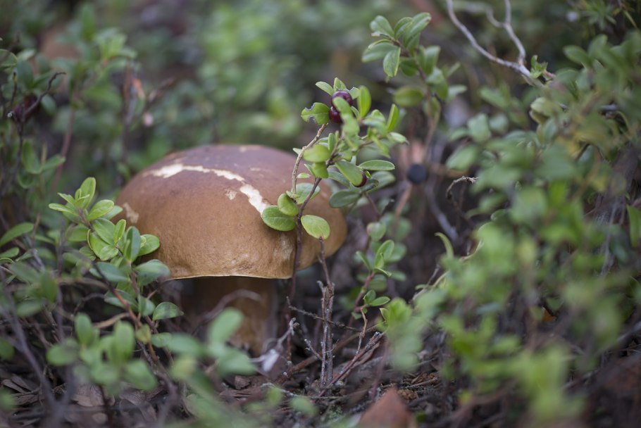 Боровик Королевский