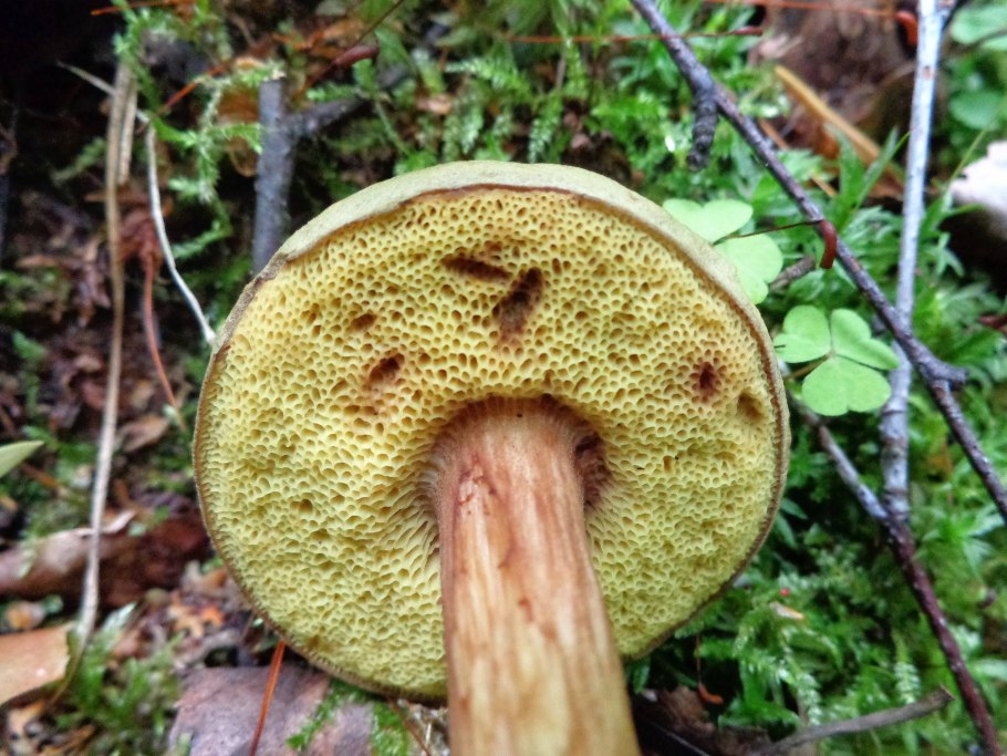 Гриб моховик ложный