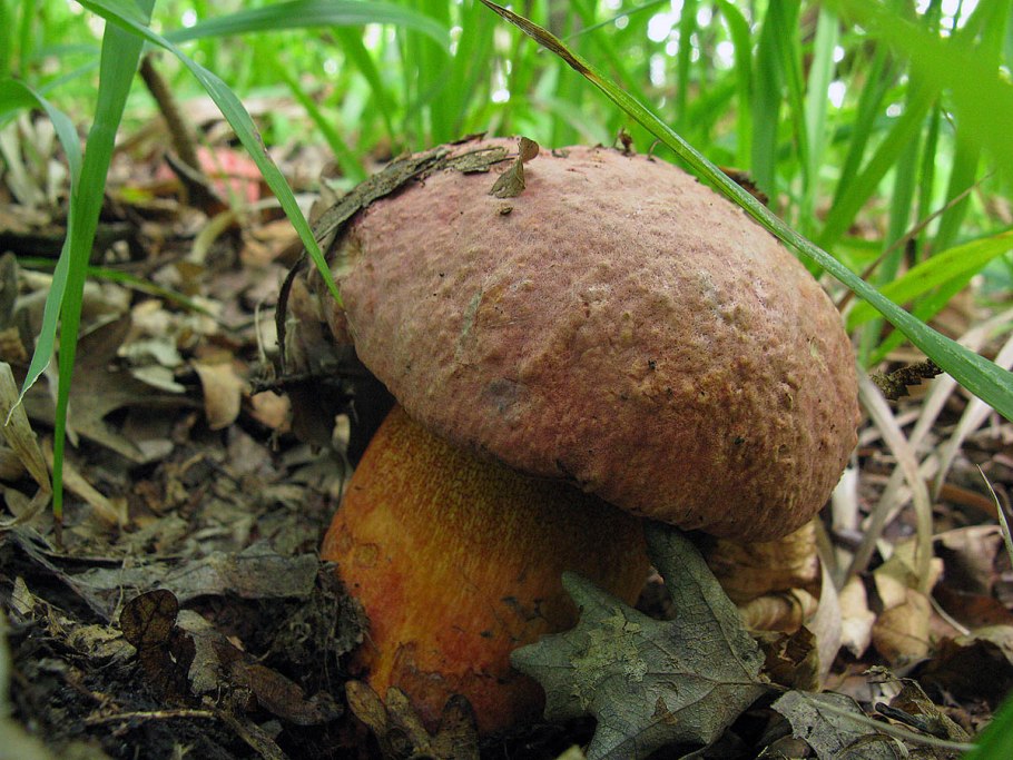 Гриб Болетус розовый