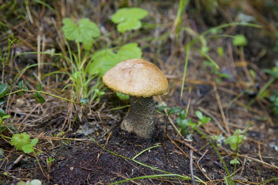 Боровик трубчатый