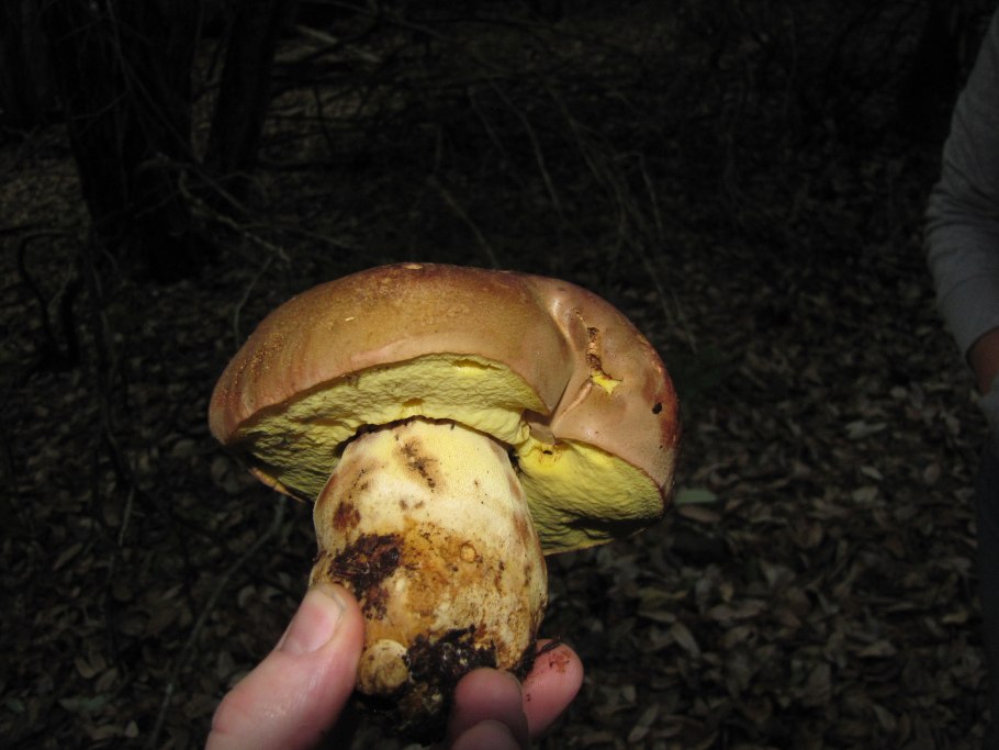 Маслёнок Клинтона (Suillus clintonianus)