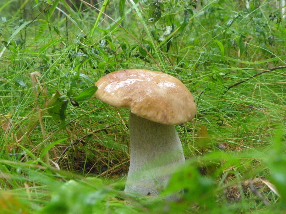 Боровик красивоножковый