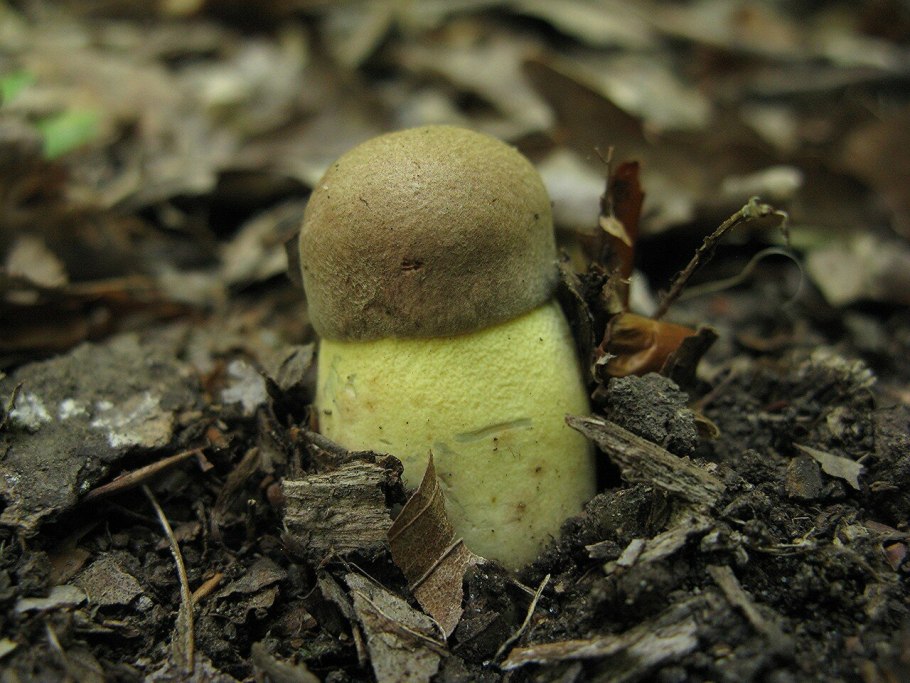 Болетус пурпурный