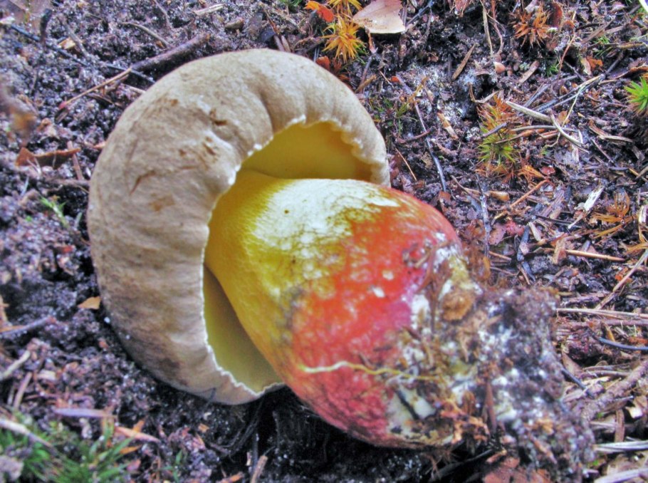 Боровик несъедобный Boletus calopus