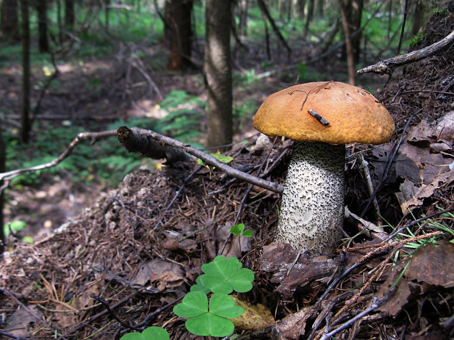 Подосиновик желто бурый