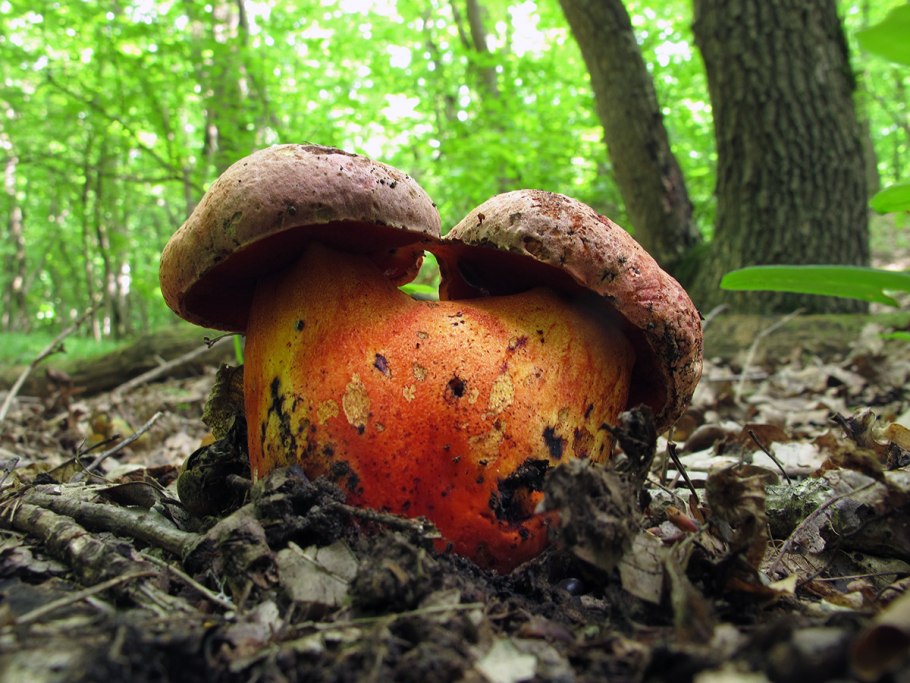 Болетус пурпуровый