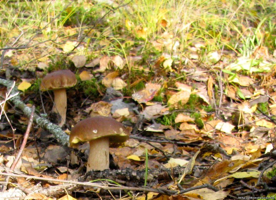 Гриб Боровик трубчатый гриб