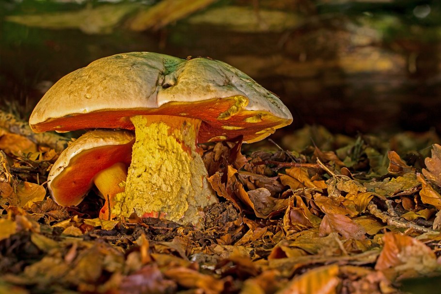Boletus frostii