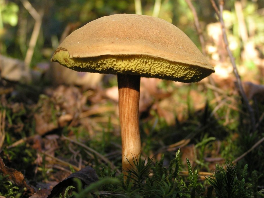 Боровик несъедобный Boletus calopus