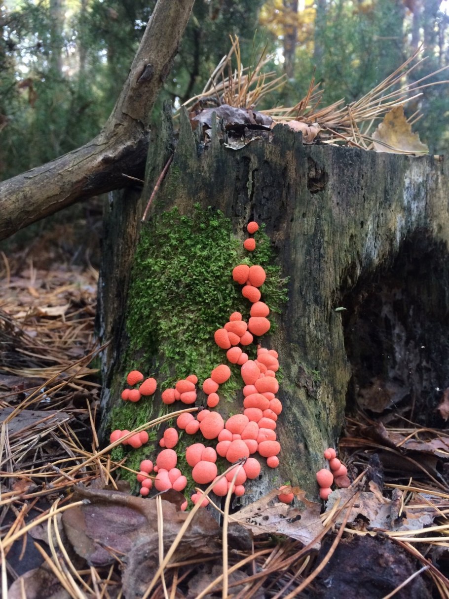 Ликогала древесинная Lycogala Epidendrum