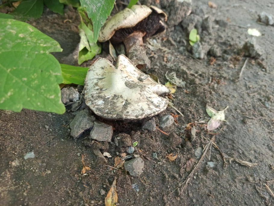 Нити капиллиций Ликогала