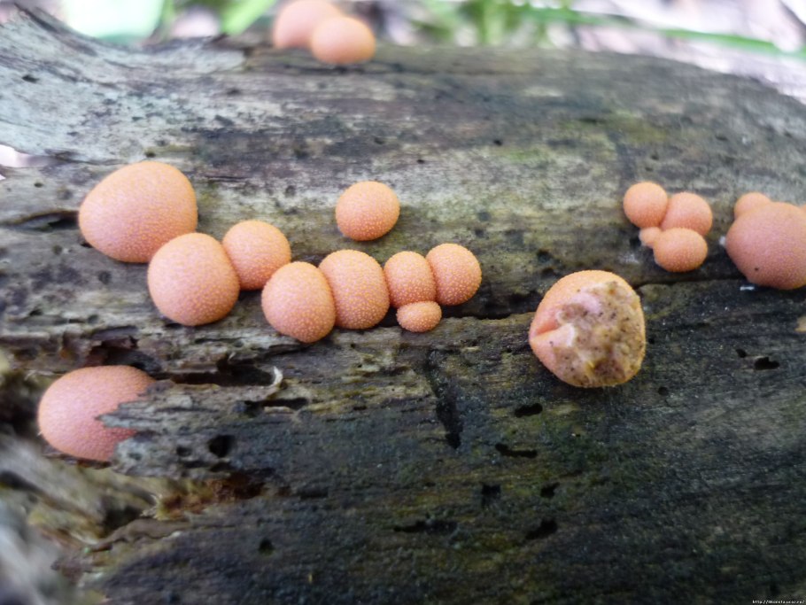 Волчье вымя Ликогала