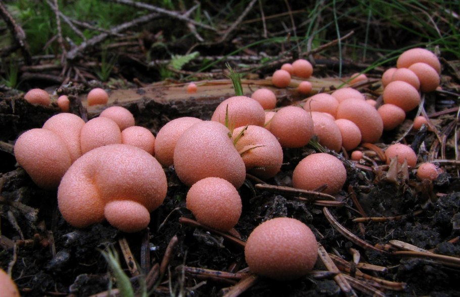 Lycogala Epidendrum споры