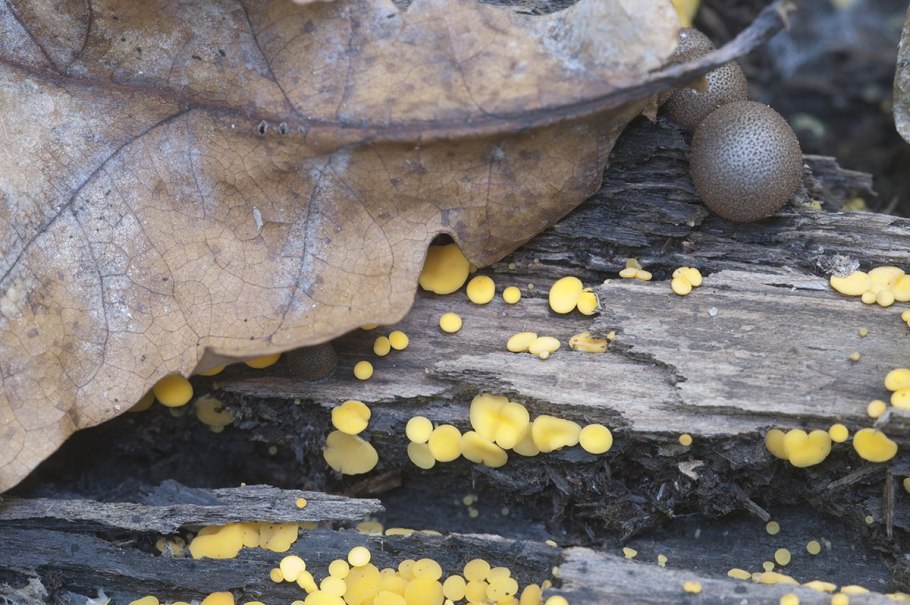 Ликогала древесинная