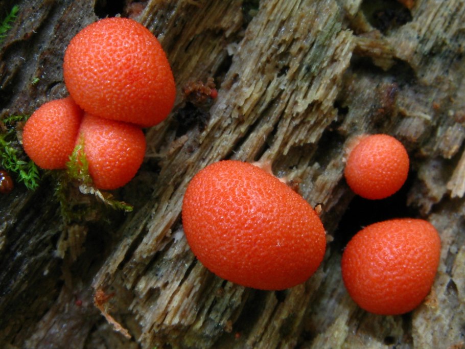 Ликогала древесинная плазмодий