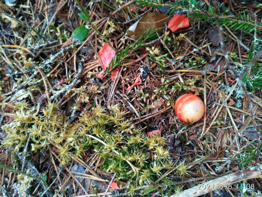 Ликогала древесинная (Волчье молоко)