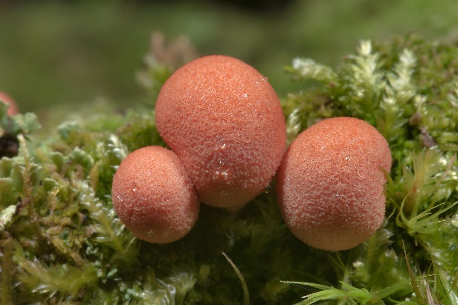 Lycogala flavofuscum