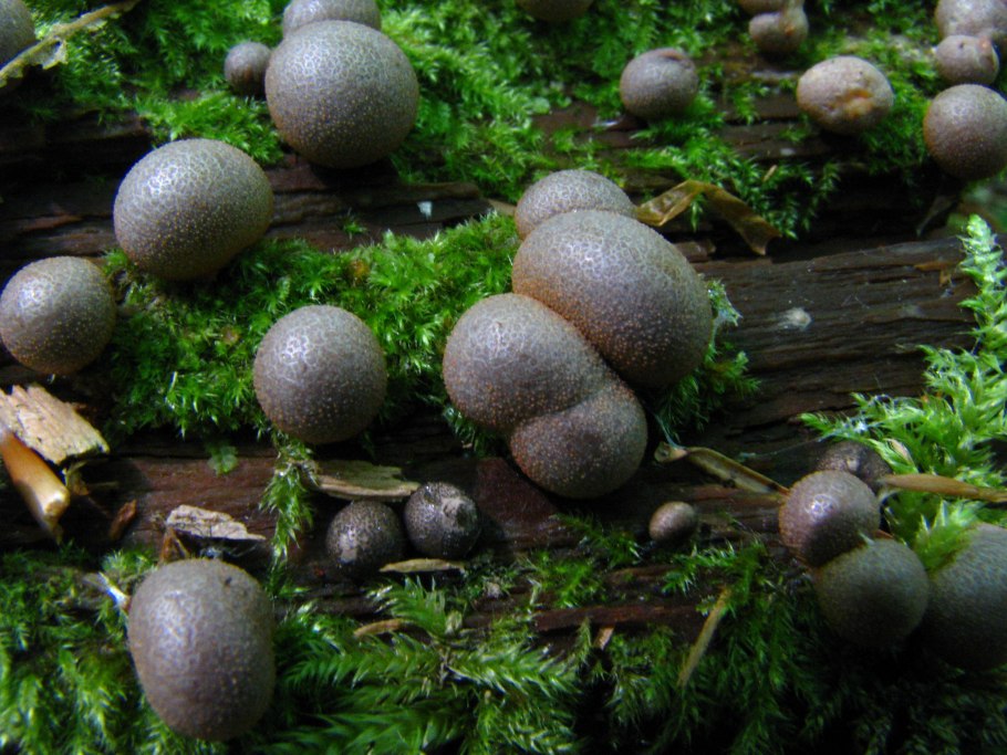 Ликогала древесинная Lycogala Epidendrum