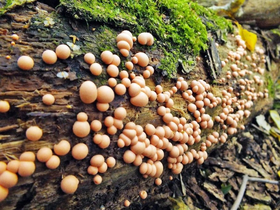 Ликогала древесинная Lycogala Epidendrum
