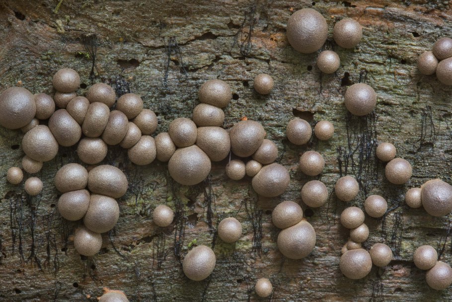 Ликогала плазмодий