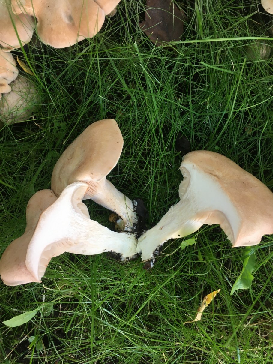 Говорушка подогнутая clitocybe geotropa