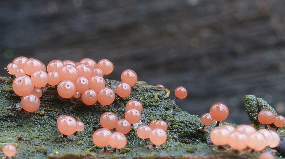 Lycogala Epidendrum фывф фывф