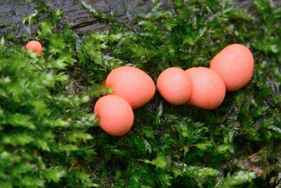 Волчье вымя болезнь фотографию