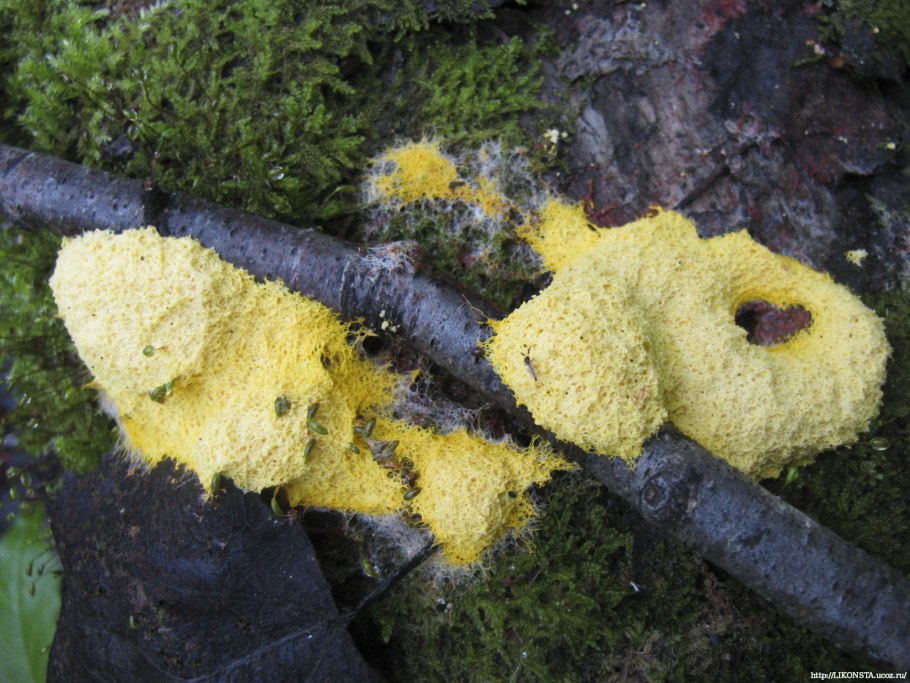 Ликогала древесинная