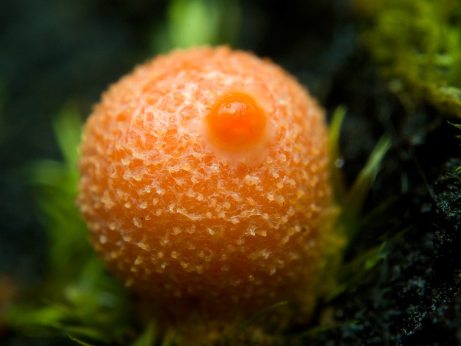 Гриб слизевик плазмодий