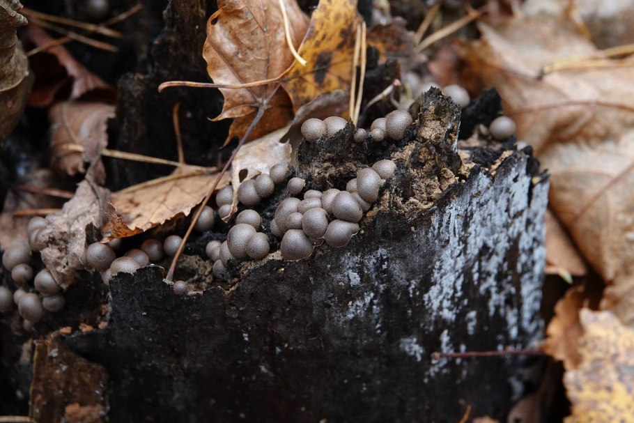 Ликогала древесинная