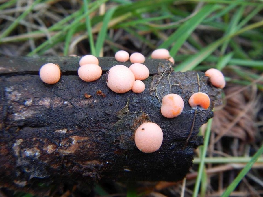 Ликогала древесинная Lycogala Epidendrum