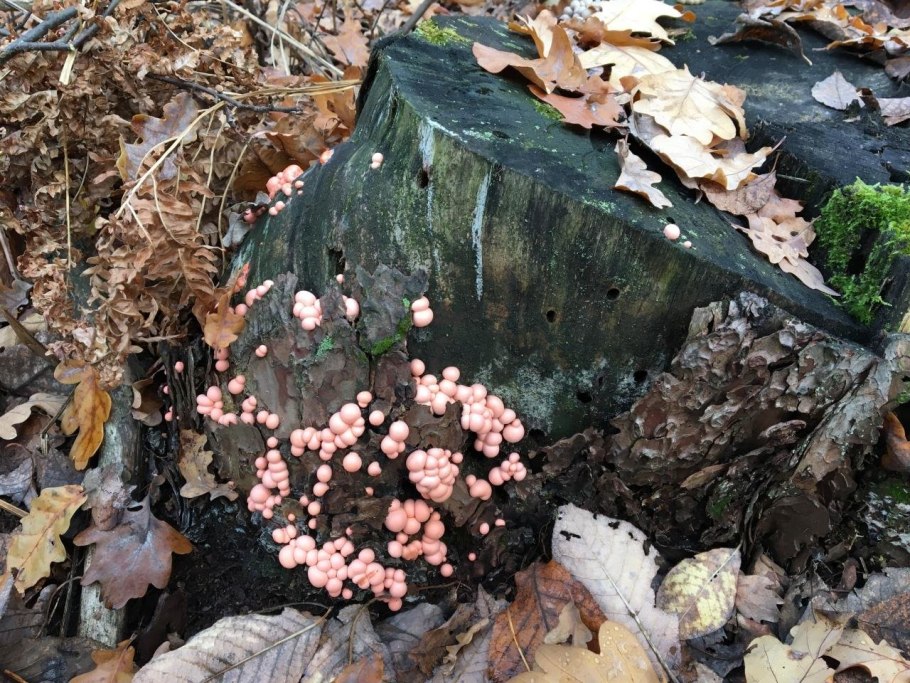 Протомицес крупноспоровый