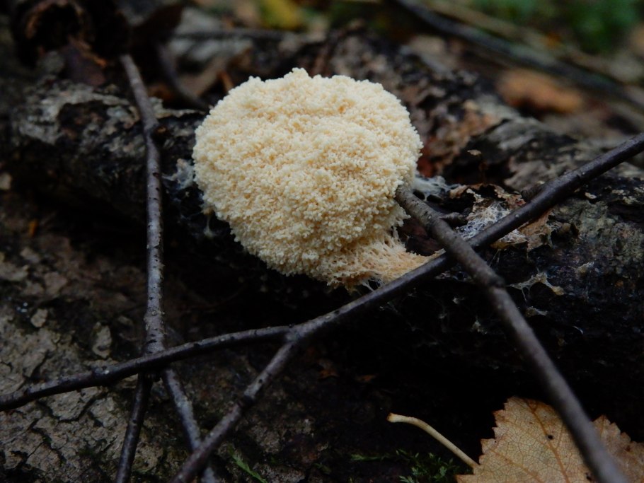 Гриб Волчье молоко