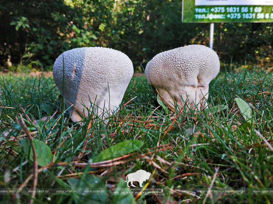 Гриб дождевик головач съедобный