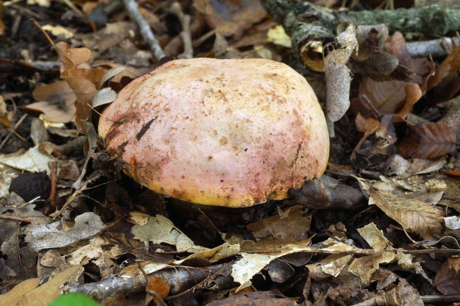 Гриб слизевик белый