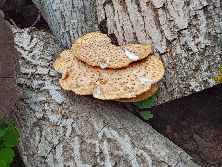 Гриб вешенка на орехе