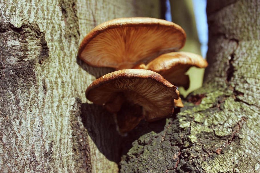 Пеньковые грибы