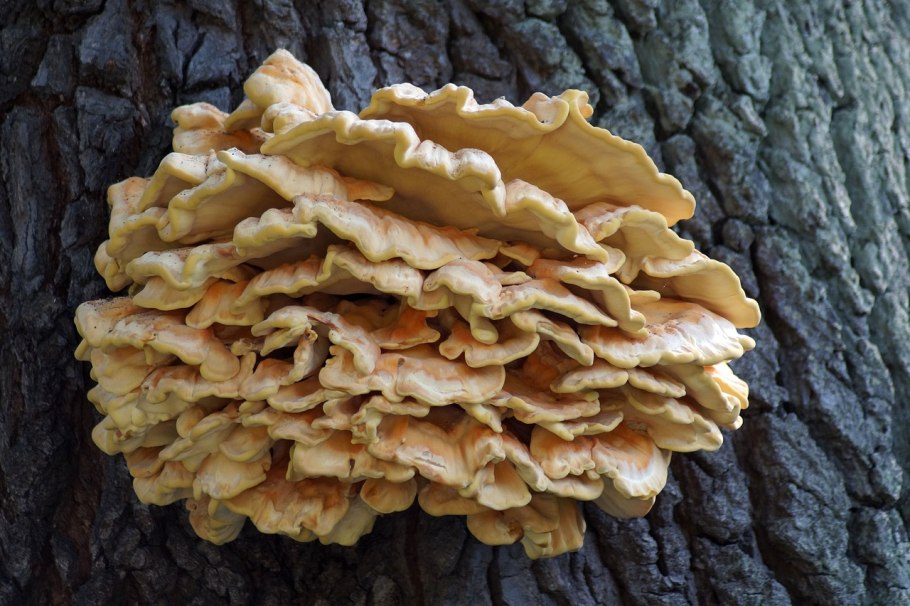 Грибы на деревьях