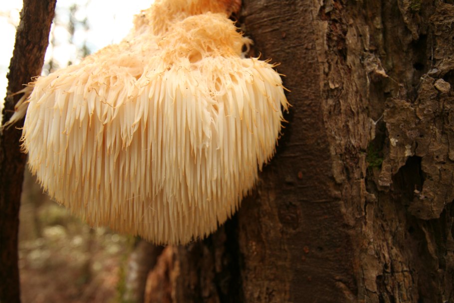 Ежовик львиная грива